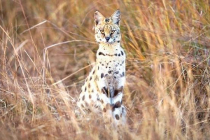 Serval Serval