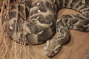 Шумна viper - отровна и силна змия