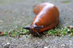 Slug Slug