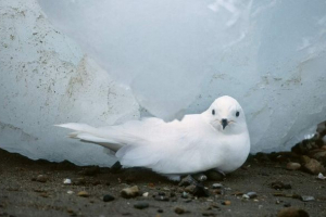 Snow petrel - този, който не се страхува от студ Snow petrel - този, който не се страхува от студ