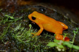 Съдържанието на golden mantella в терариума Съдържанието на golden mantella в терариума
