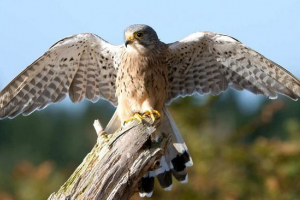 Falcon Falcon