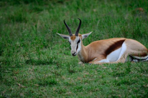 Springbok