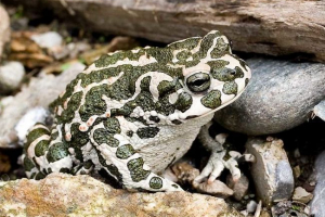 Централна азиатска жаба (danatinsky toad) Централна азиатска жаба (danatinsky toad)