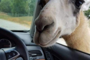 Стадо камили повреди лека кола Стадо камили повреди лека кола