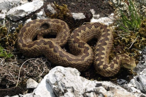 Steppe viper - опасен отровен хищник Steppe viper - опасен отровен хищник