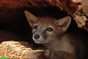 Steppe fox corsac Steppe fox corsac