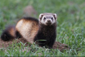 Steppe ferret Steppe ferret