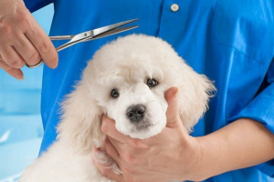 Poodle haircut-top-8 от най-популярните