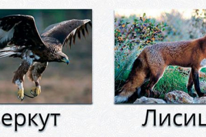 Сурки