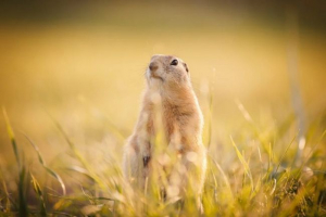 Gopher