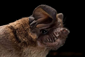 Swyno bats - характеристики на живота и поведението на нощта Swyno bats - характеристики на живота и поведението на нощта