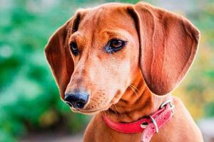 Dachshund - предимства и недостатъци на породата Dachshund - предимства и недостатъци на породата