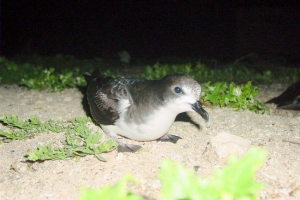 Dark singing petrel: снимка, птичи глас Dark singing petrel: снимка, птичи глас
