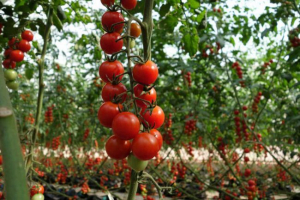 Tomati cherry