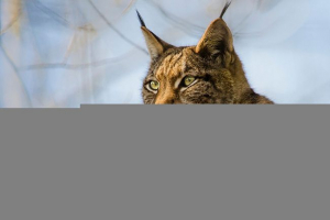 Топ-20 интересни факти за lynx