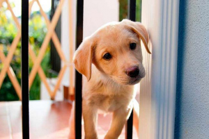 Топ-9 продукти, забранени за кученцето labrador Топ-9 продукти, забранени за кученцето labrador