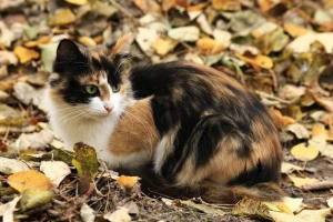 Tricolor cat. Описание, характеристики, знаци и породи от три котки котки Tricolor cat. Описание, характеристики, знаци и породи от три котки котки
