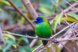 Tricolor parrot amadine: външни знаци Tricolor parrot amadine: външни знаци