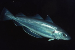 Fish cod - списък с гледки и снимки