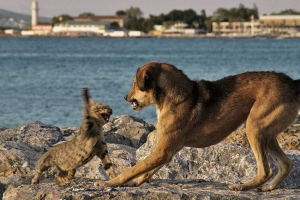 Учени: много видове древни кучета изчезнаха заради котки