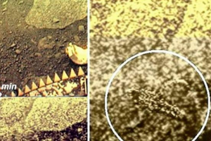Учените показаха снимки на скорпиони и птици на венера