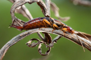 Earwig Earwig