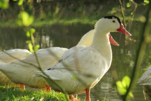 Duck mulard - предимства и недостатъци на породата Duck mulard - предимства и недостатъци на породата