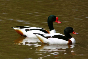 Pugan duck: каква птица е това? Pugan duck: каква птица е това?