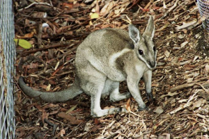 Uztechny kangaroo - рядък вид масивни животни Uztechny kangaroo - рядък вид масивни животни