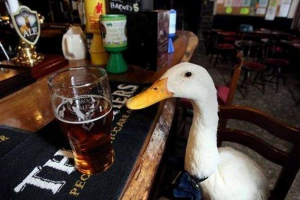 В англия домашната патица се превърна в редовен в кръчмата