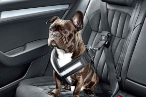 Колите skoda ще се появят в кучета за кучета Колите skoda ще се появят в кучета за кучета
