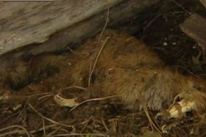 В башкирия чупакабра вълнува жителите на селото