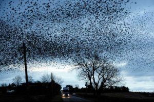 В района на брайанск гигантските стада на rooks създадоха проблеми в цялата област