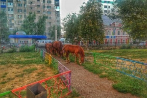 В центъра на стерлитамак ходи стадото на конете В центъра на стерлитамак ходи стадото на конете