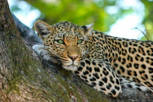 Каква е разликата между jaguar и leopard - основните разлики + снимка