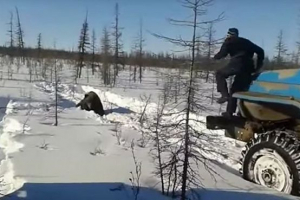 В якутия, стражари, които смазаха камионите на мечката, бяха намерени в якутия. Снимка. Видео.