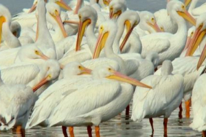 В панама бе намерено гигантско стадо на пеликан В панама бе намерено гигантско стадо на пеликан