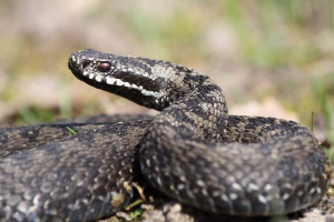 В petrozavodsk бащата остави децата на мира с пеперуда В petrozavodsk бащата остави децата на мира с пеперуда