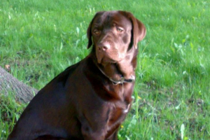 В сащ кучето застреля любовница от пушка В сащ кучето застреля любовница от пушка