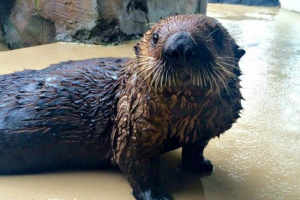 В съединените щати астмата е диагностицирана за първи път в sea otter В съединените щати астмата е диагностицирана за първи път в sea otter