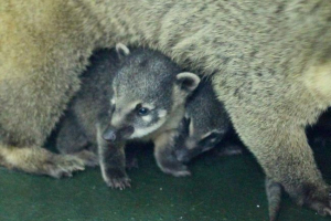 Зоопаркът krasnoyarsk показа cauti cub (nosukh) Зоопаркът krasnoyarsk показа cauti cub (nosukh)