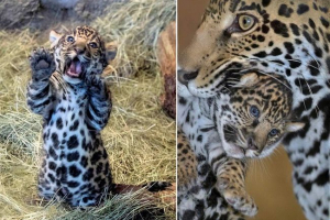Първата проверка на cubs of the smoky leopard се проведе в зоопарка маями Първата проверка на cubs of the smoky leopard се проведе в зоопарка маями