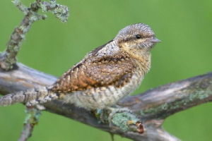 Wryneck