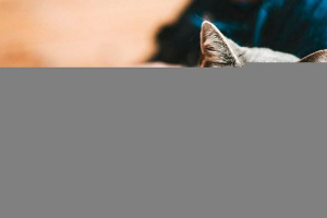 Видове и описание на хипоалергенни котки