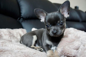 Появата на mini chihuahua, puppy photo Появата на mini chihuahua, puppy photo