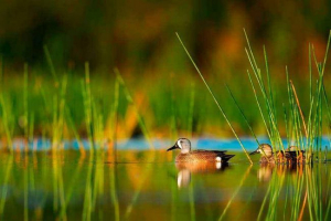Водолюбиви птици: описание, представители и снимки
