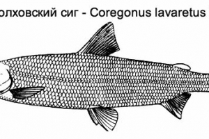 Волкхов сиг, или сиголов
