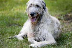 Wolfhound - характерна за породата Wolfhound - характерна за породата