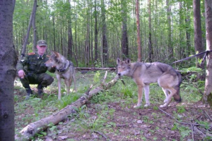 Волкособс е на охрана на руските граници Волкособс е на охрана на руските граници